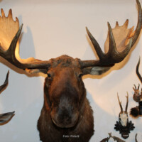 Das imposanteste Exemplar unserer Großwildabteilung