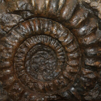 Fossilien, Mineralien, Erze usw. - Funde aus dem Triestingtal