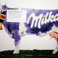 Milkakuh aus Altenmarkt