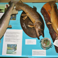 Riesenforellen aus Triesting und Furtherbach